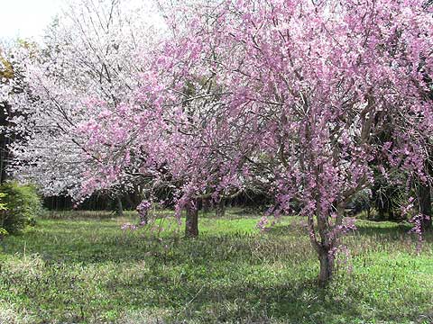 樹木葬-桜